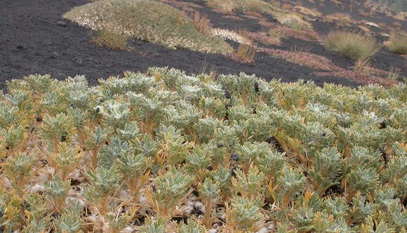 Image de Astragalus siculus Rafin.