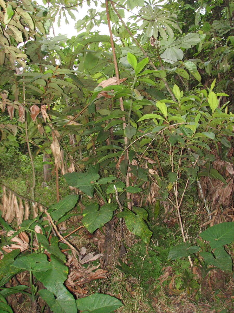 Image of Costus longibracteolatus Maas