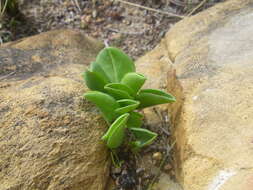 Image of Oxalis monophylla var. monophylla