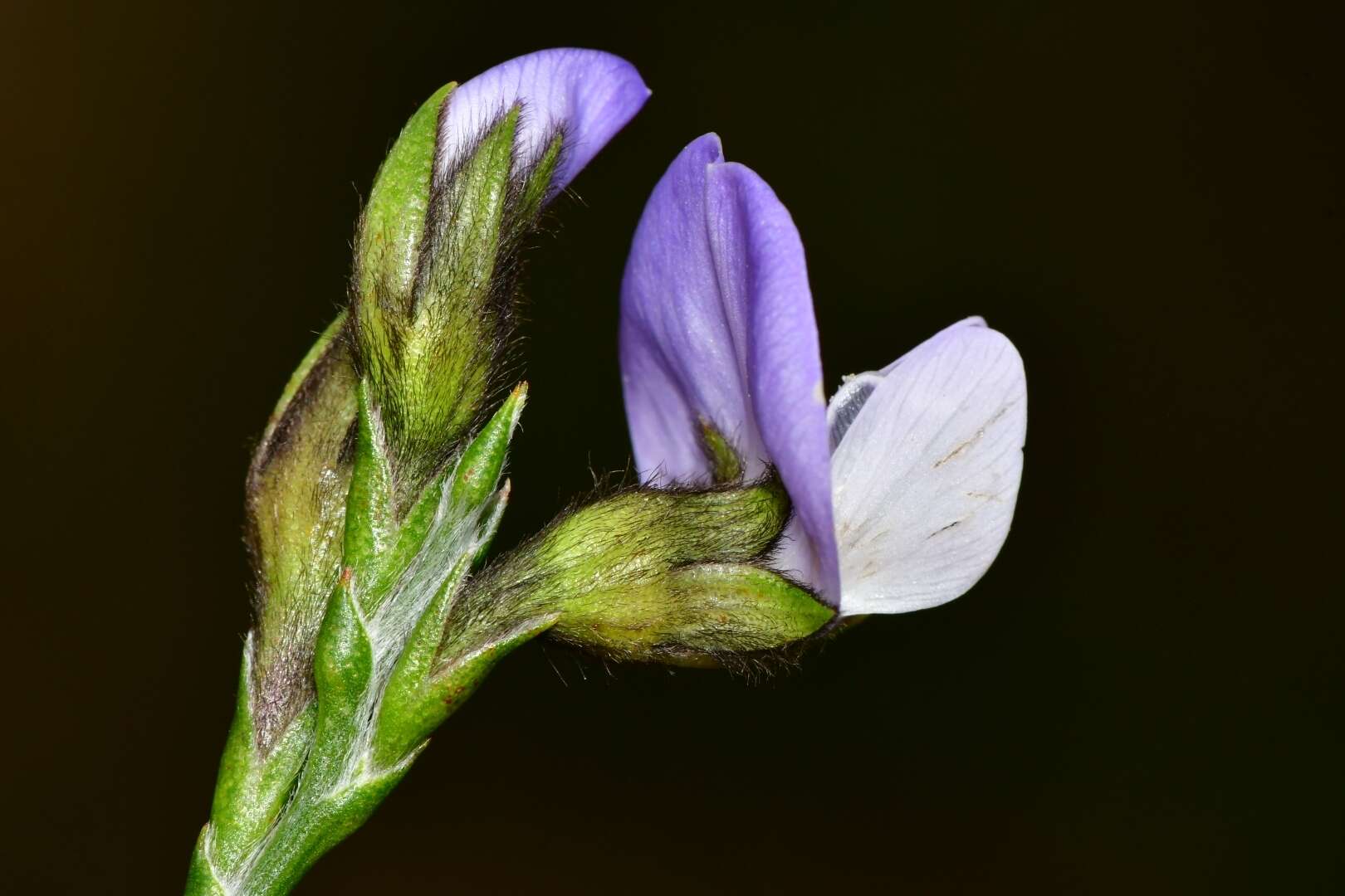 Plancia ëd <i>Psoralea congesta</i>