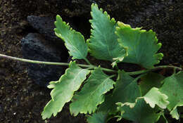 Image of Lavandula rotundifolia Benth.