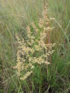 Image of Gumgrass