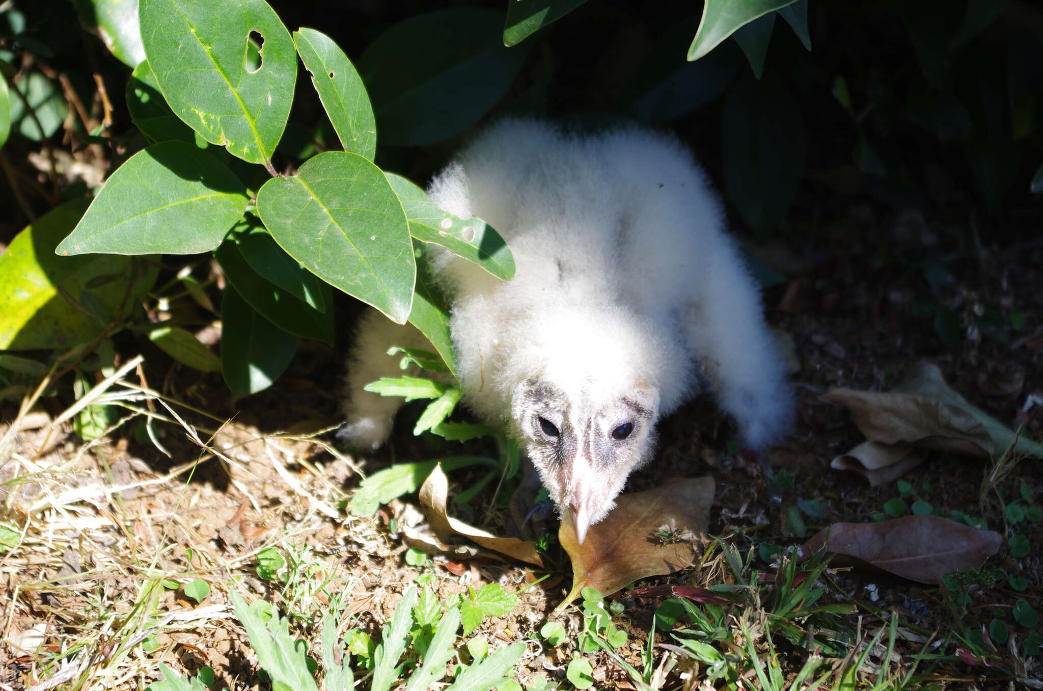 Tyto alba poensis (Fraser 1843) resmi