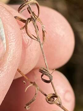 Image de Epilobium leptophyllum Rafin.