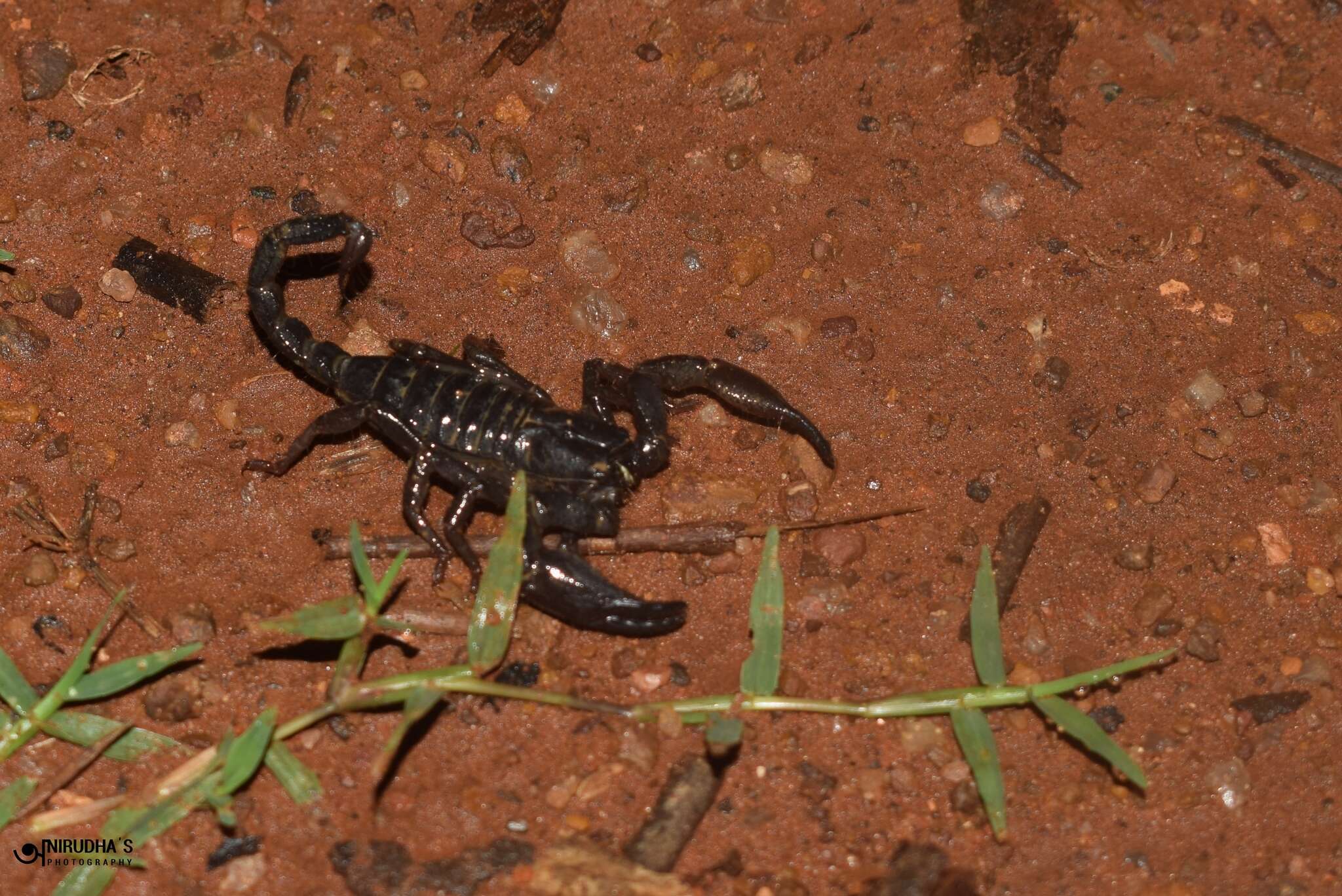 Deccanometrus bengalensis (C. L. Koch 1841) resmi