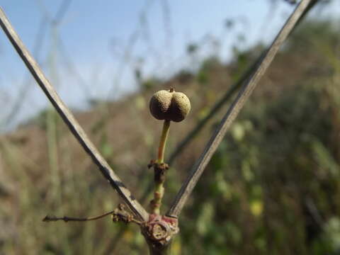 Image of Euphorbia colletioides Benth.