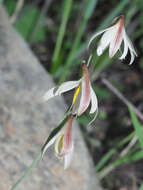 Image of Hesperantha bachmannii Baker