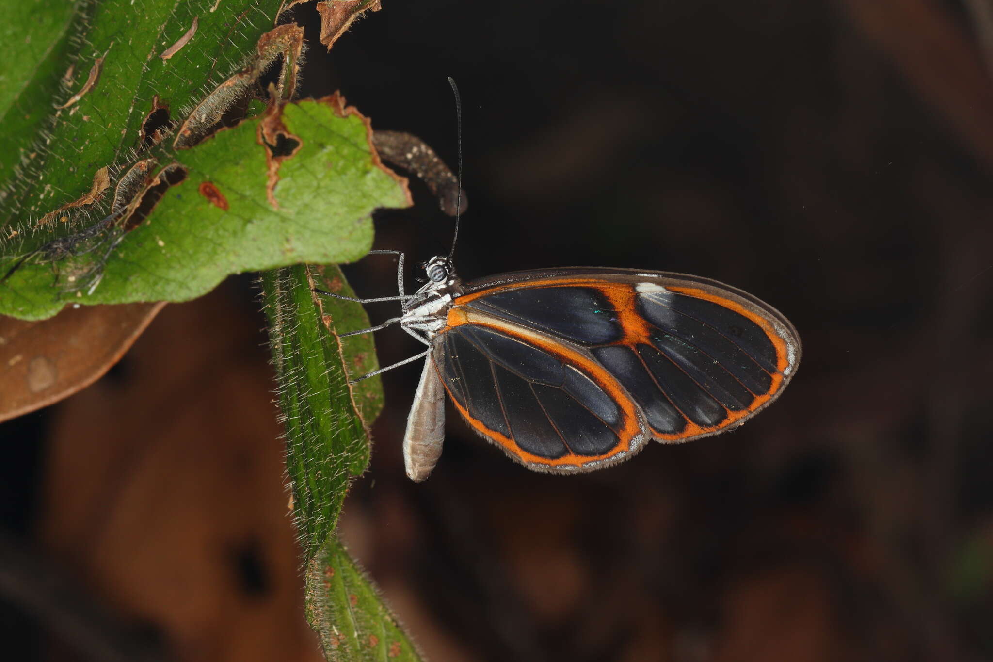 Image of Pseudoscada erruca Hewitson 1855