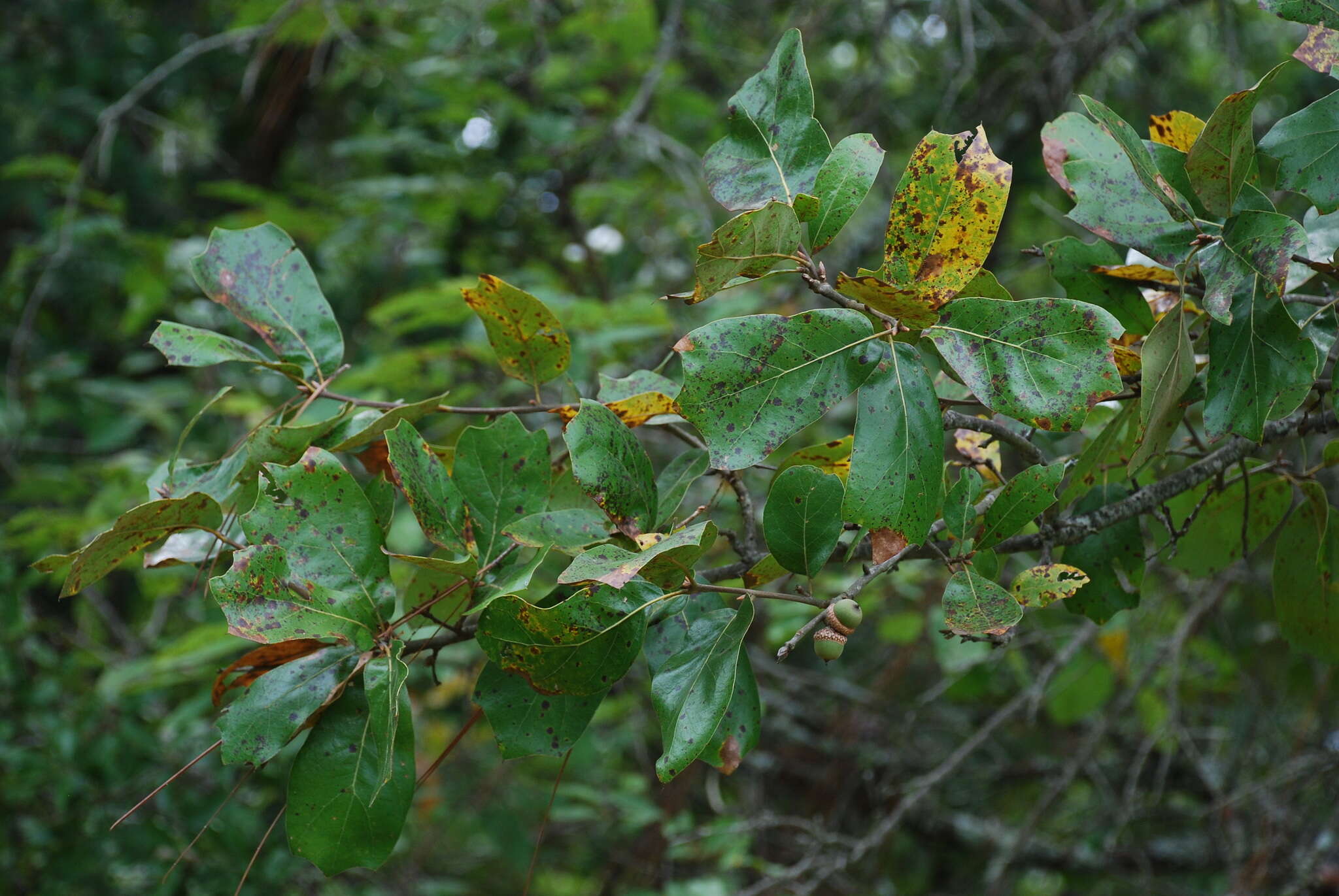 Image of Craven oak