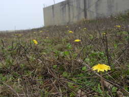 Image of Taraxacum formosanum Kitam.