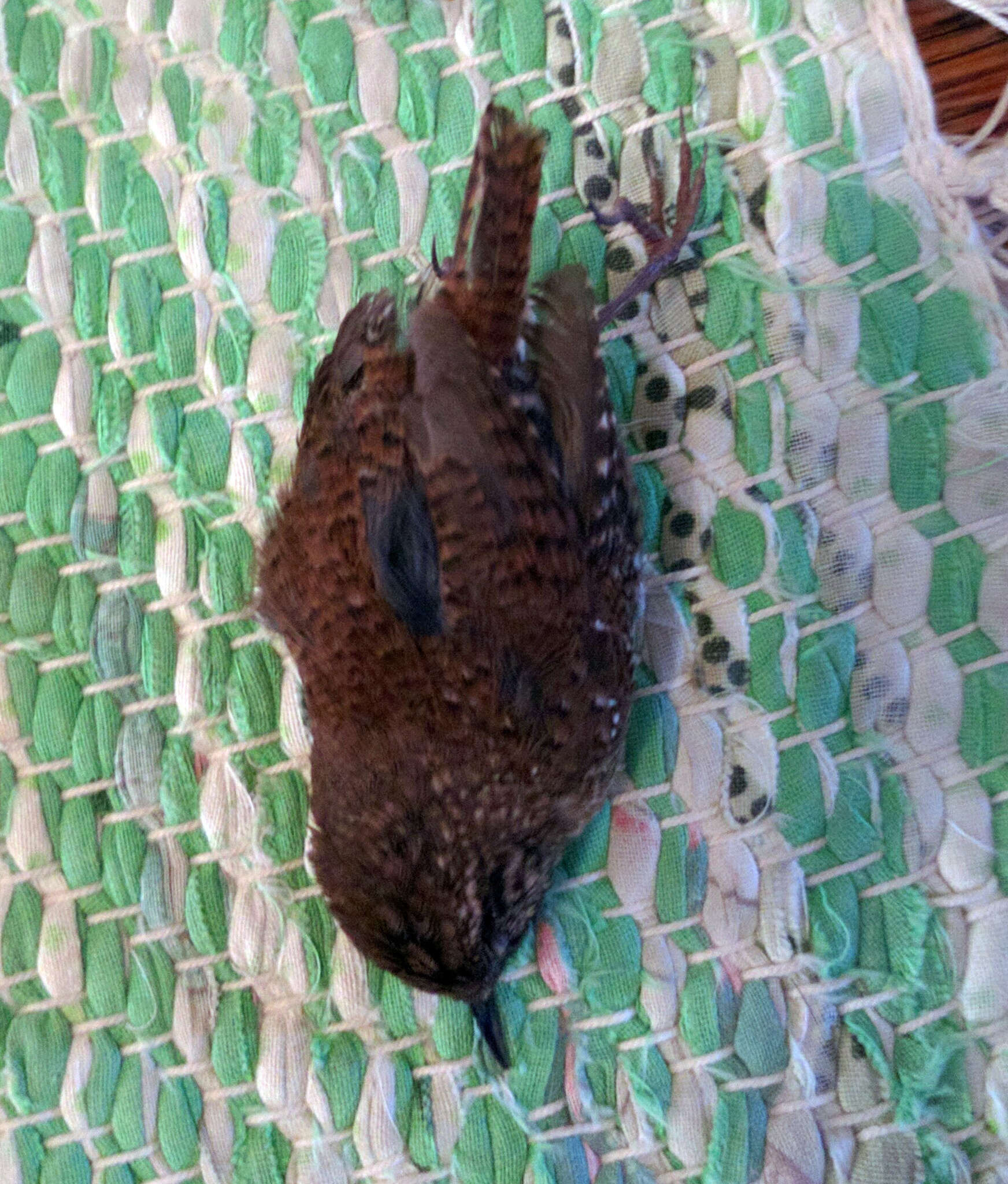 Image of Eastern Winter Wren