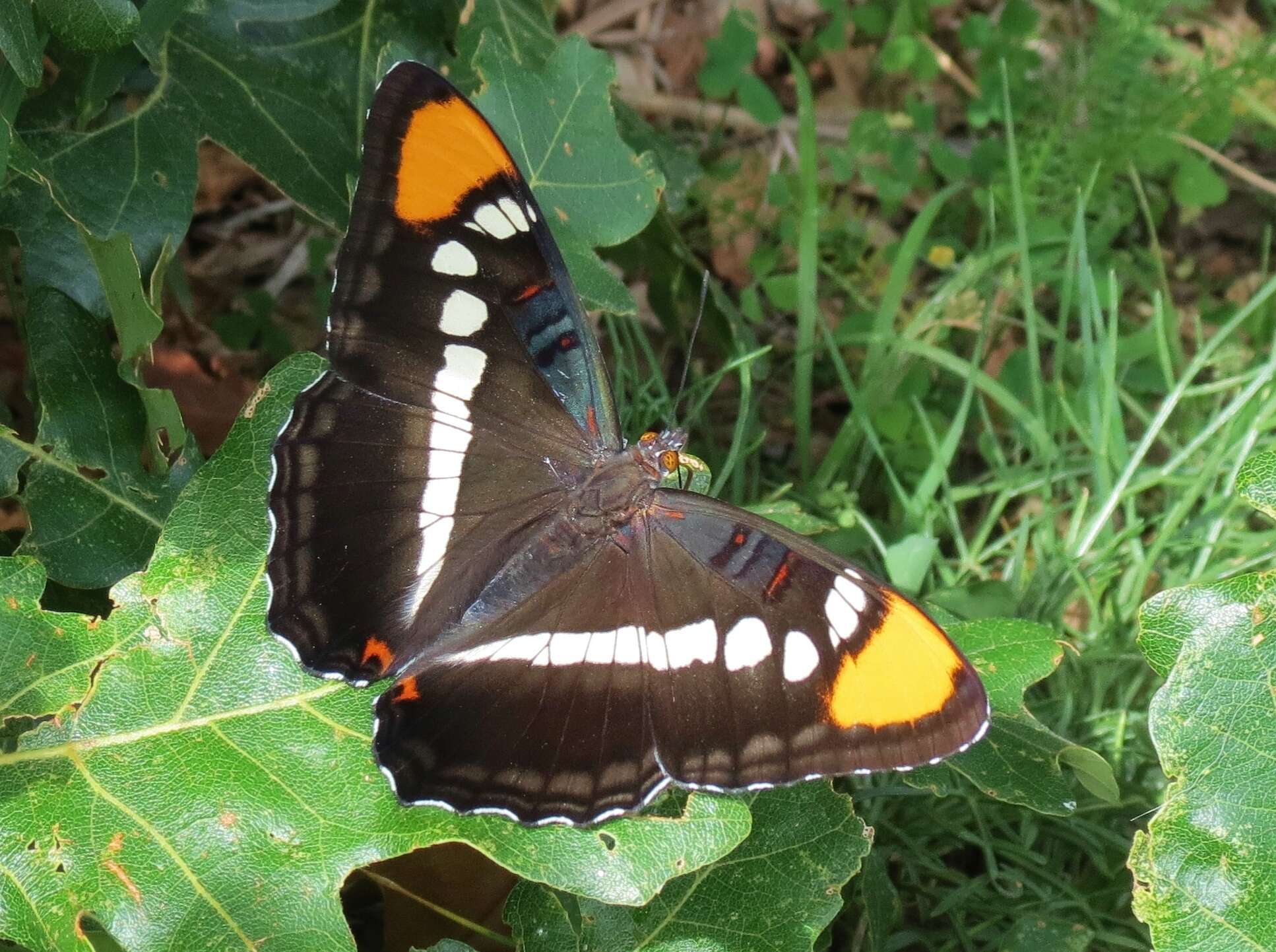 Limenitis bredowii Hübner 1837的圖片