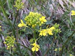 Image of Erucastrum nasturtiifolium (Poir.) O. E. Schulz