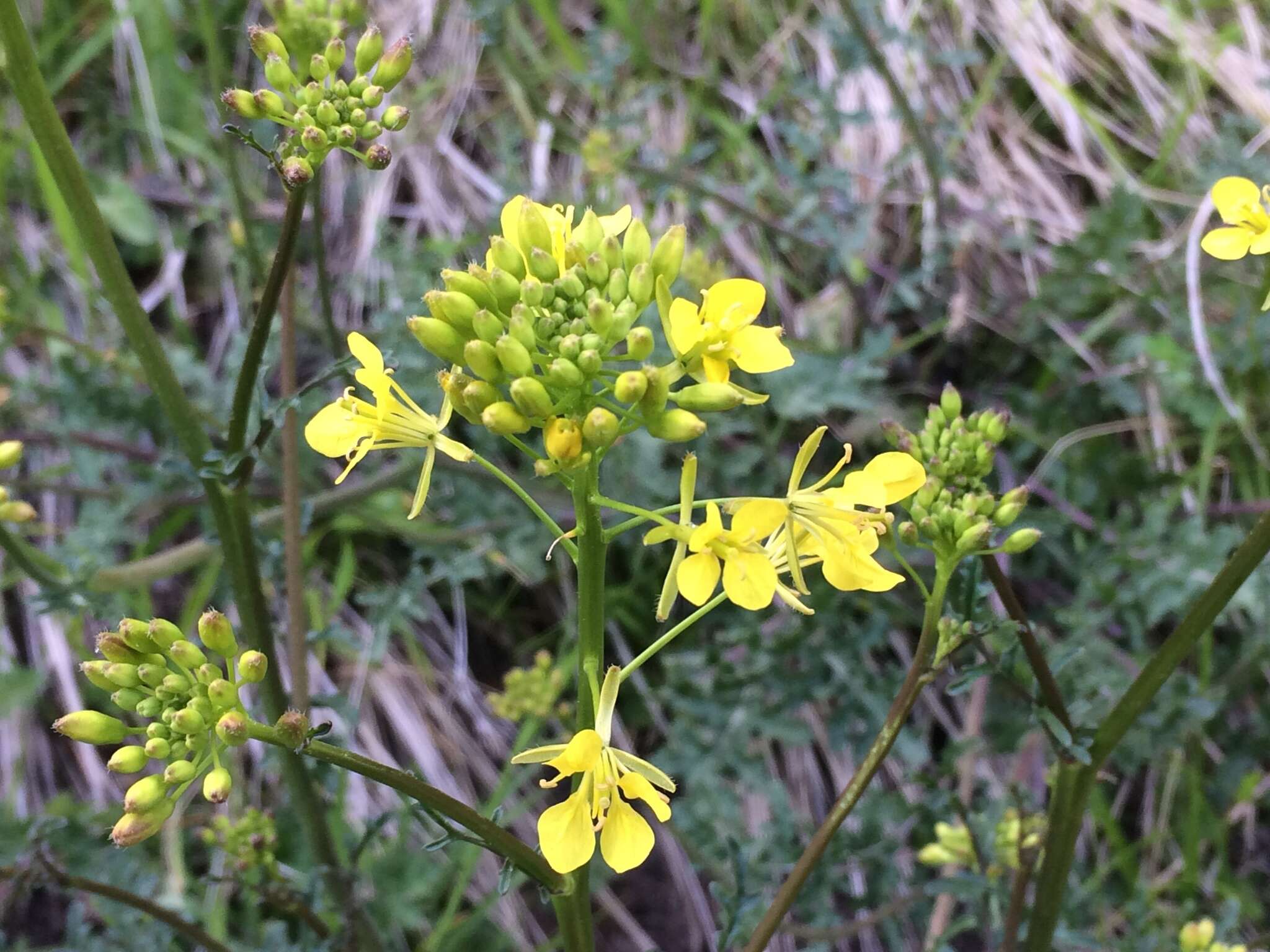 Image of Erucastrum nasturtiifolium (Poir.) O. E. Schulz