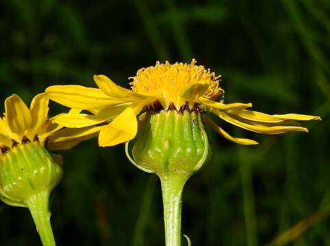 Image of Thick-Leaf Ragwort