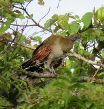 Image of Gray-headed Chachalaca