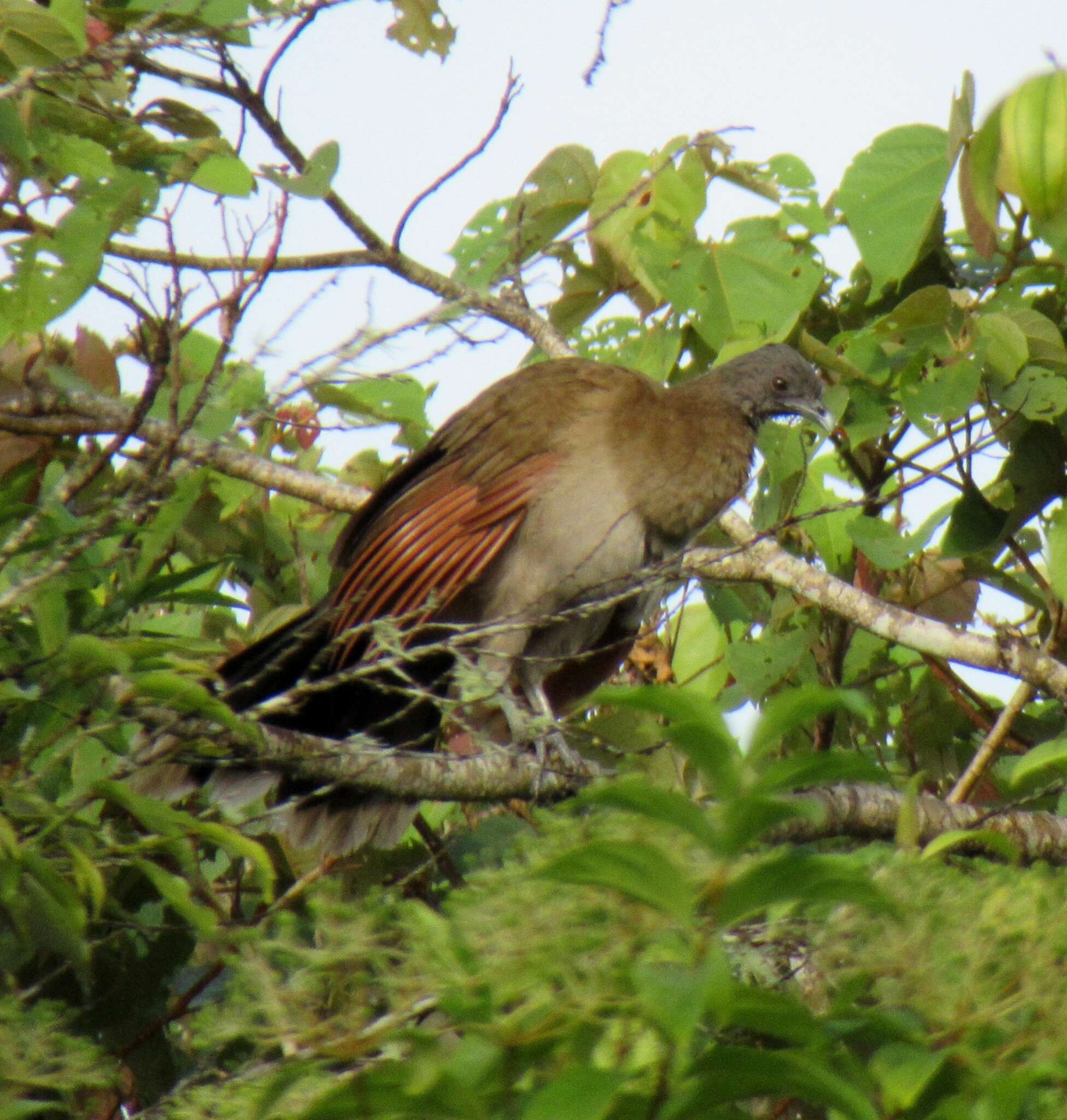 Image of Gray-headed Chachalaca