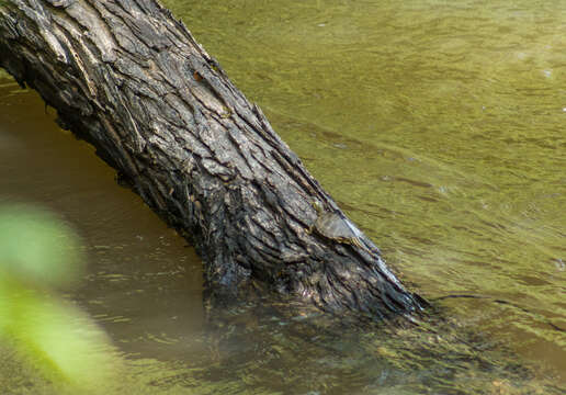 Image of Pearl River Map Turtle