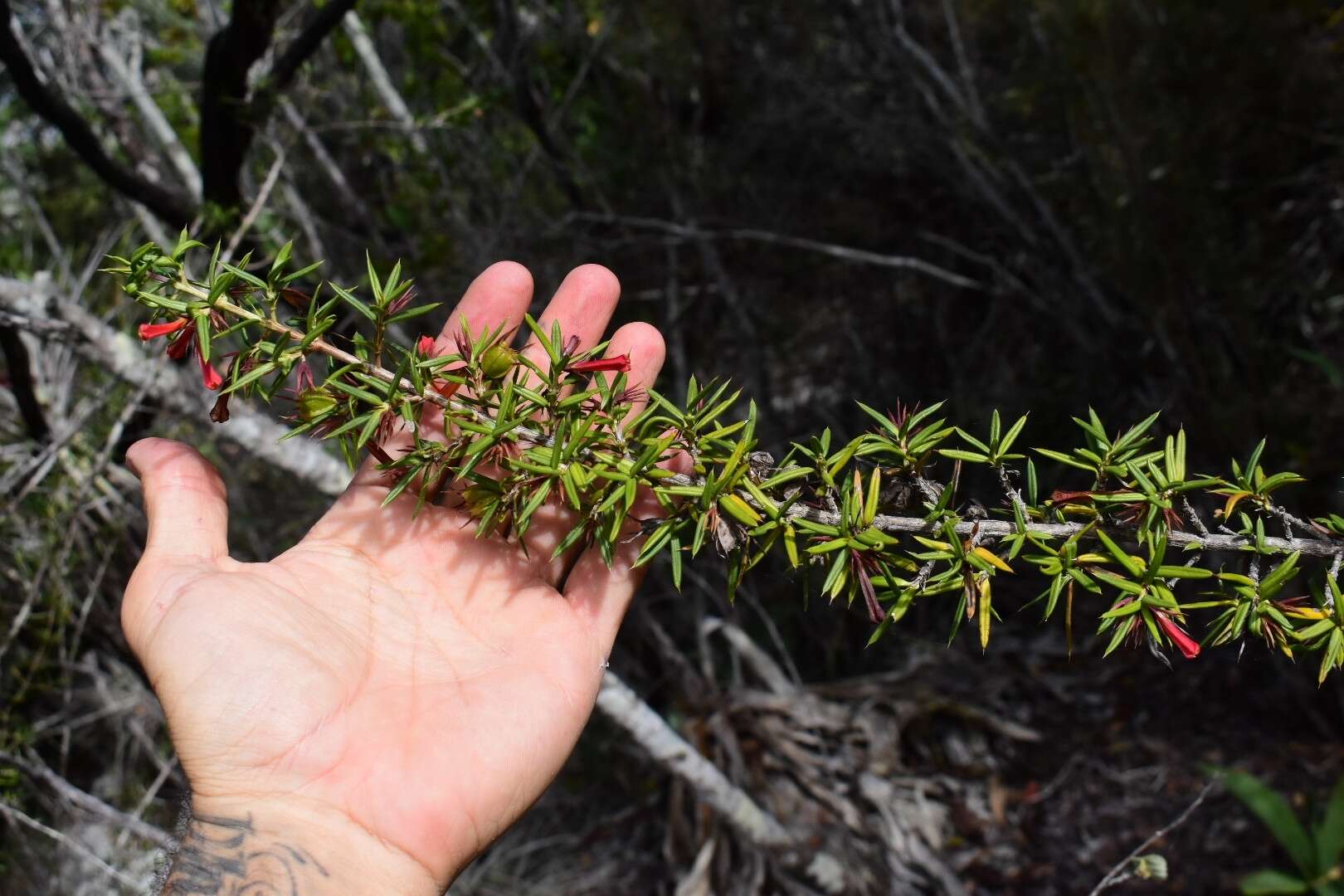 Image of Isidorea pungens (Lam.) B. L. Rob.