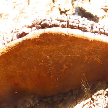 صورة Phellinus rimosus (Berk.) Pilát 1940