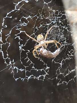 Image of Argiope dietrichae Levi 1983