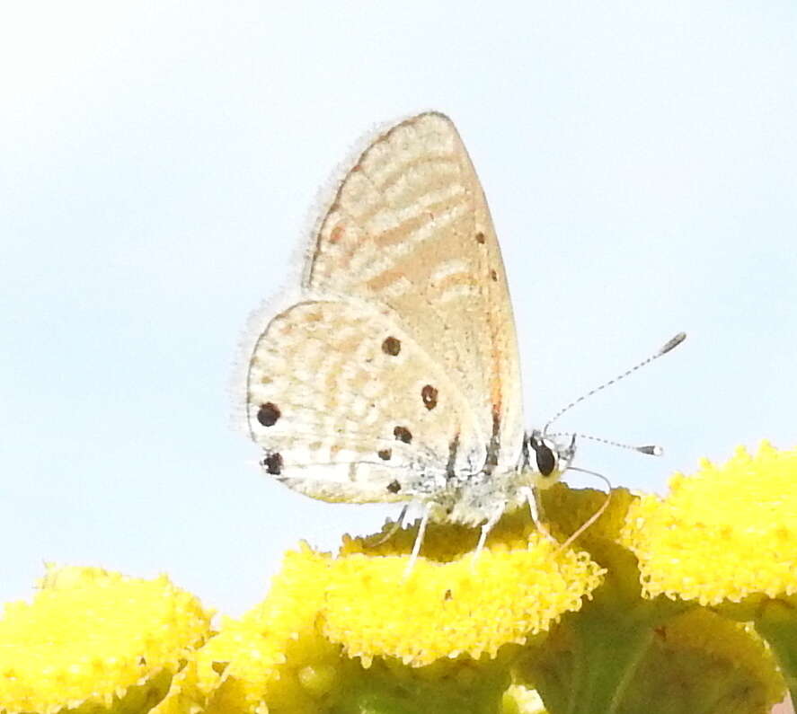 Image of Bright Babul Blue