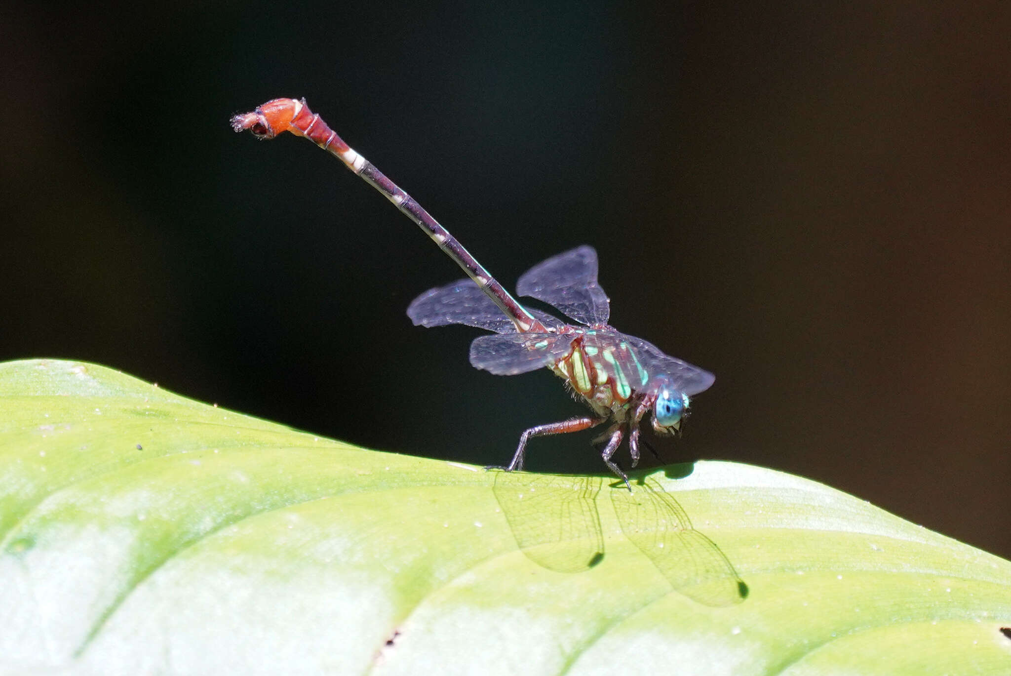 Imagem de Erpetogomphus sabaleticus Williamson 1918