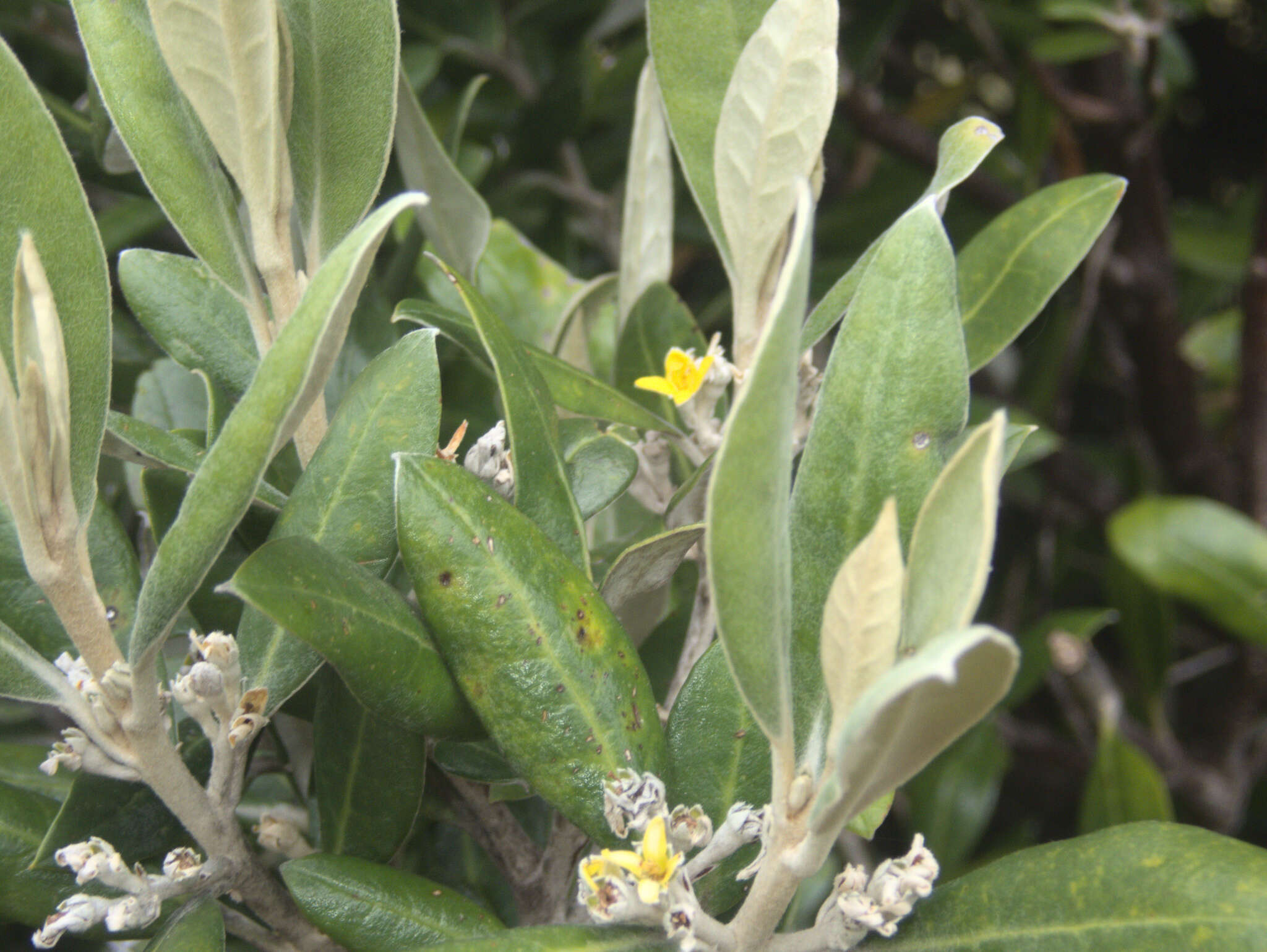 Image of Corokia macrocarpa T. Kirk