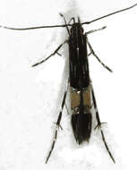 Image of Cosmopterix attenuatella Walker 1864