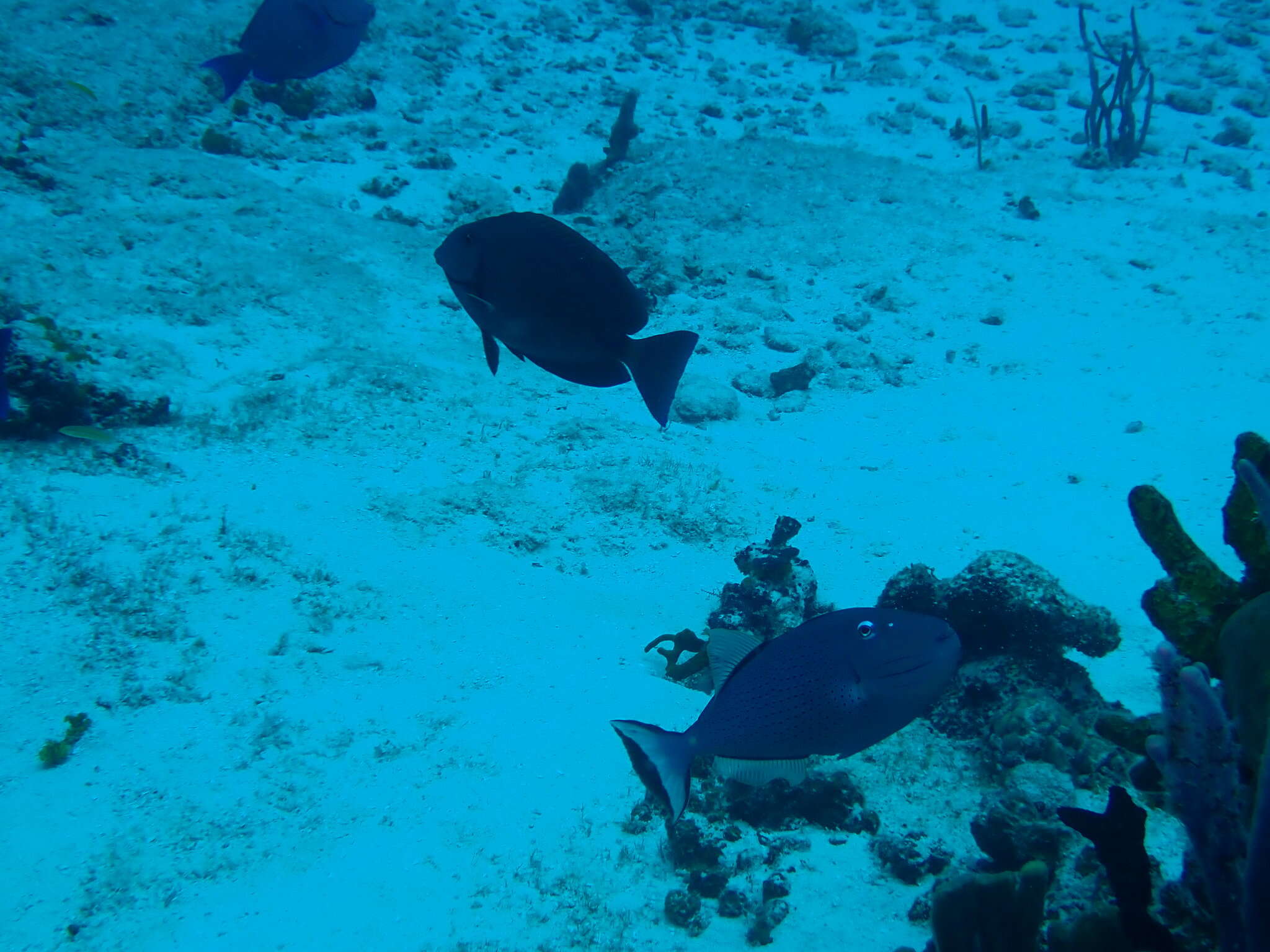 Image of Sargassum Triggerfish