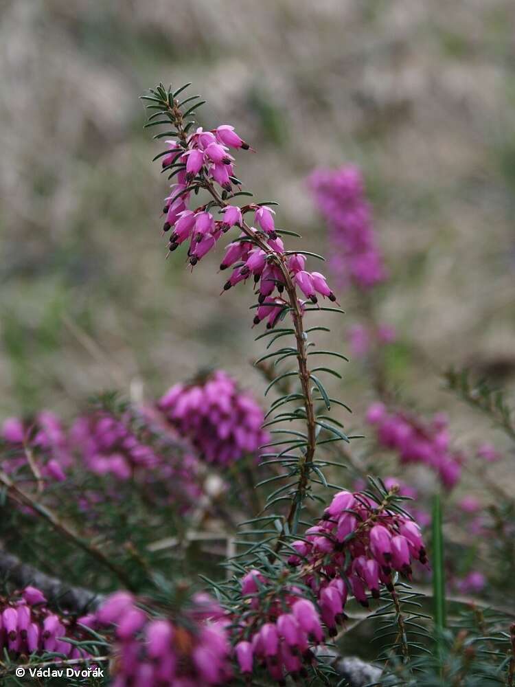 Imagem de Erica carnea L.