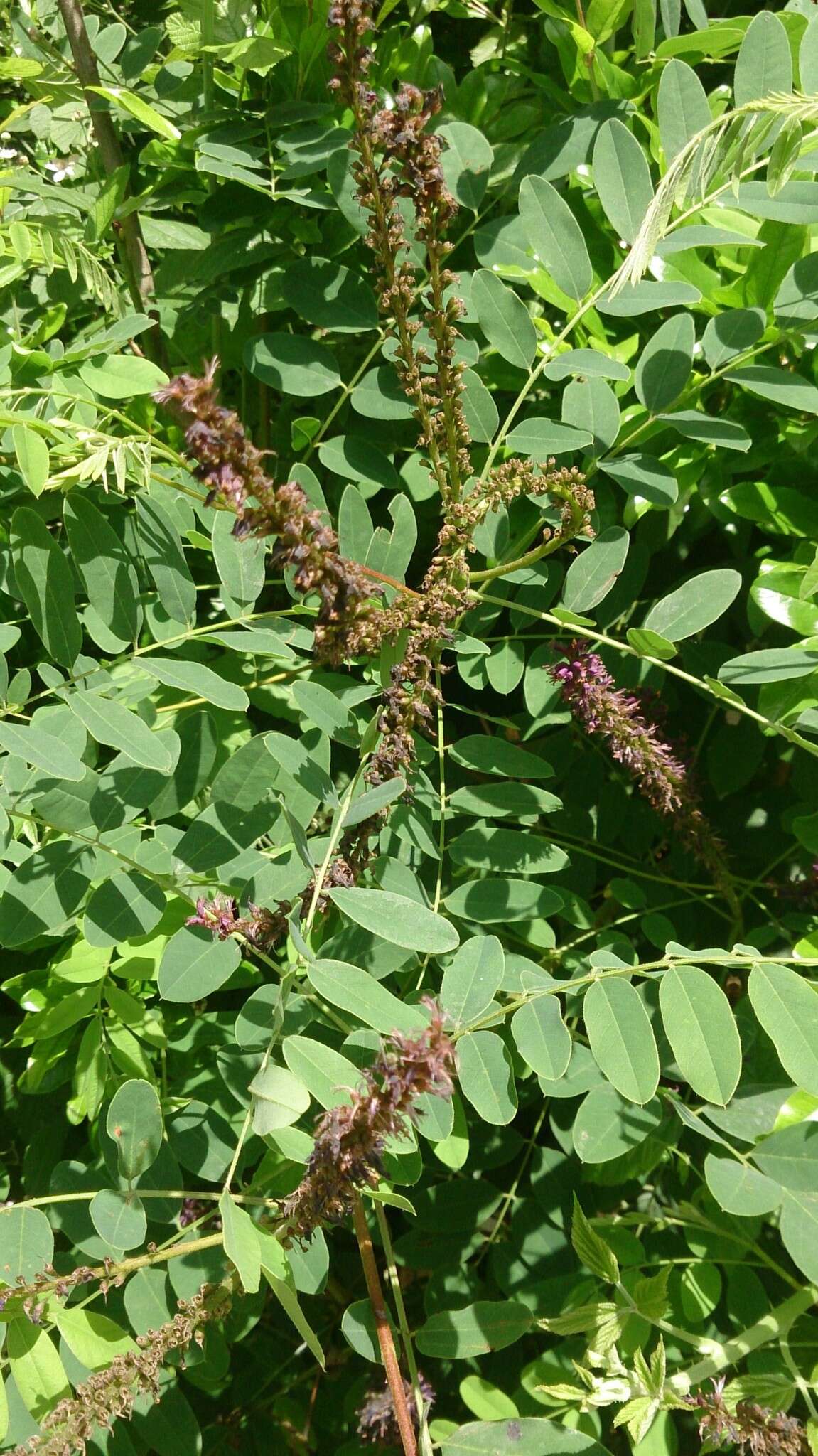 Imagem de Amorpha fruticosa L.