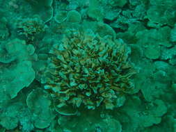 Image of Pavona coral