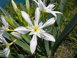 Imagem de Pancratium illyricum L.