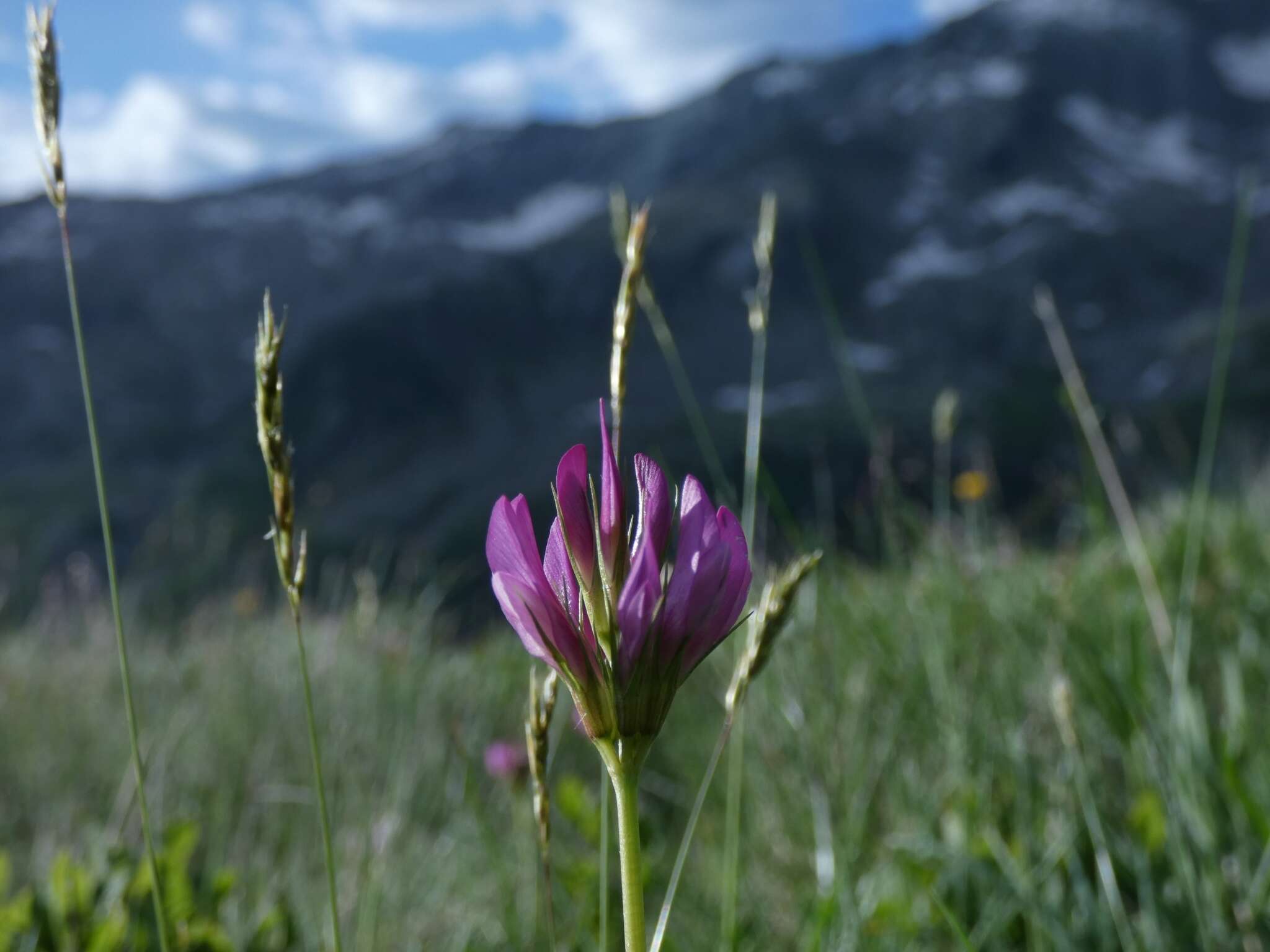 Trifolium alpinum L.的圖片