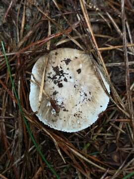 Image of Amanita marmorata Cleland & E.-J. Gilbert 1941