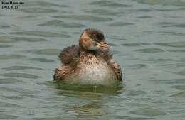 Image of Little Grebe