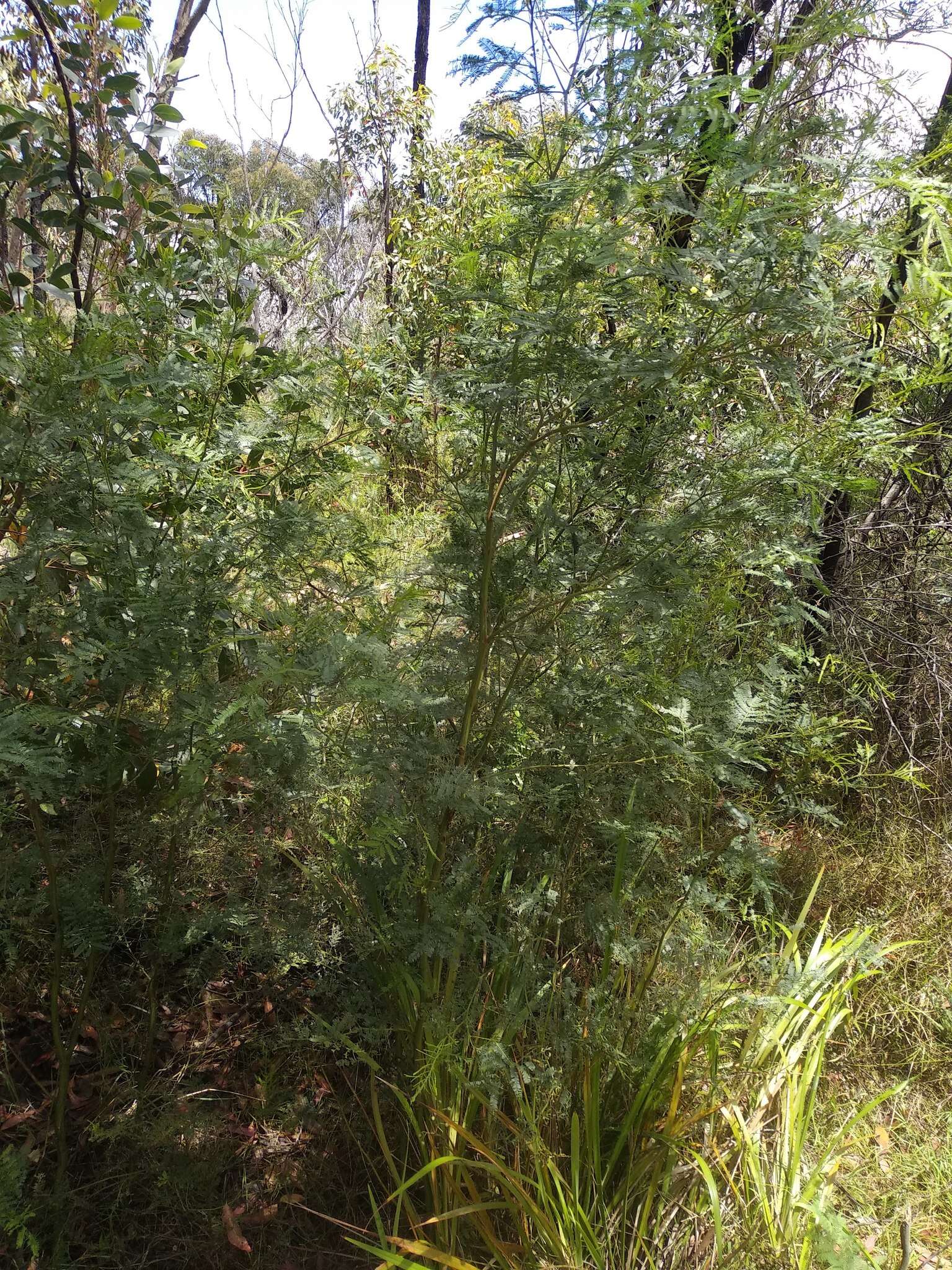 Image of South Wales wattle