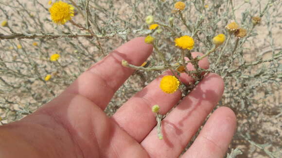 Image of Pulicaria undulata (L.) C. A. Mey.