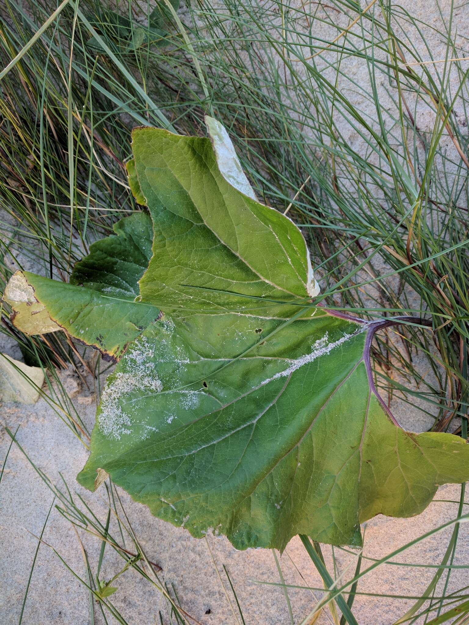 Image of Petasites spurius (Retz.) Rchb.