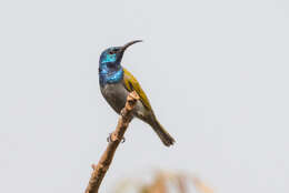 Image of Green-headed Sunbird