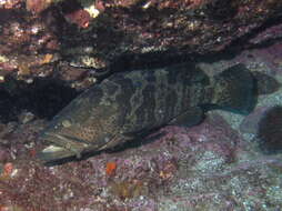 Image of Estuary Cod