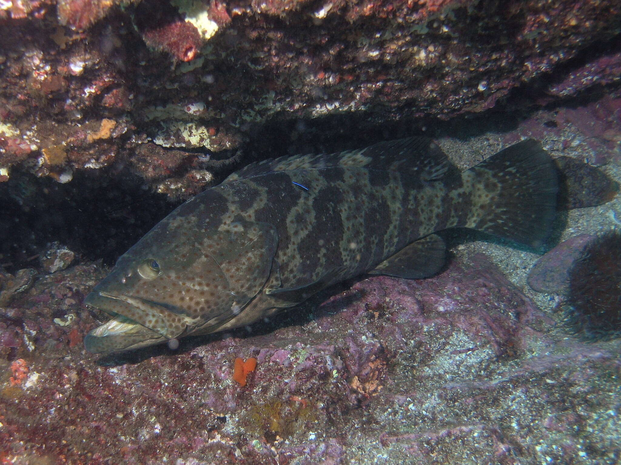 Image of Estuary Cod