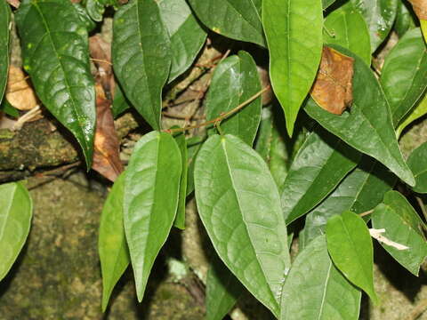 Image of Ficus sarmentosa Buch. ex J. E. Smith