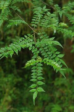 Image of Zanthoxylum schinifolium Siebold & Zucc.