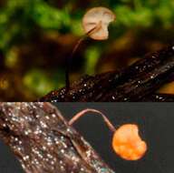 Image of Cryptomarasmius minutus (Peck) T. S. Jenkinson & Desjardin 2014