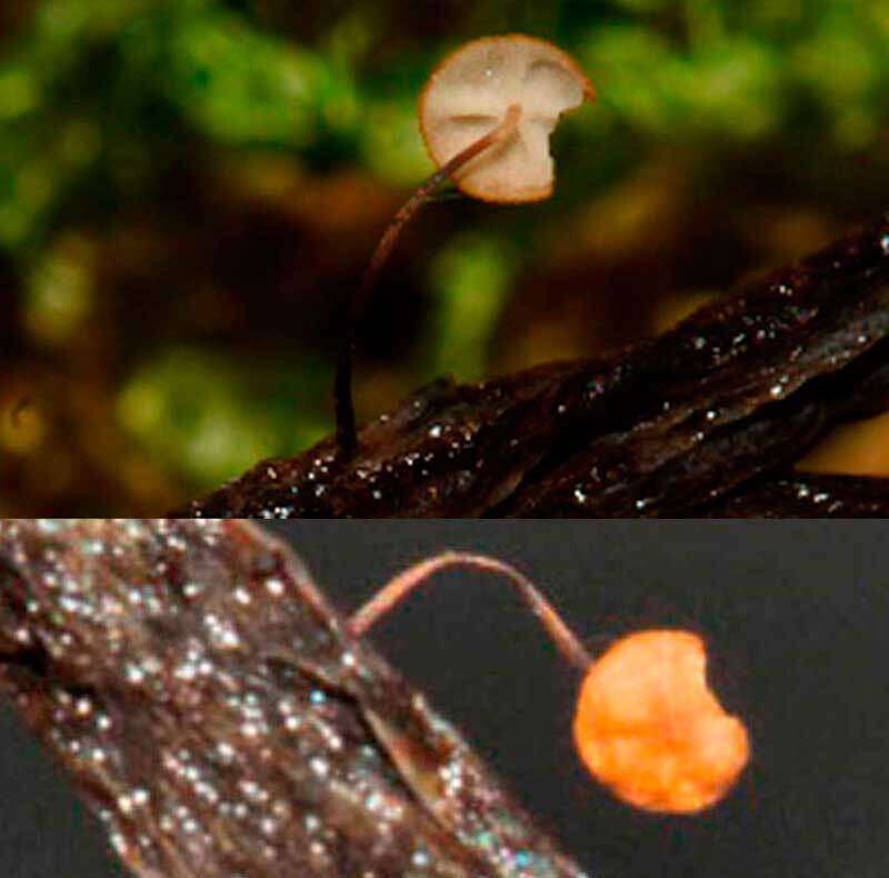 Слика од Cryptomarasmius minutus (Peck) T. S. Jenkinson & Desjardin 2014