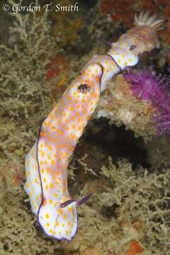 Image de Hypselodoris pulchella (Rüppell & Leuckart 1830)