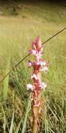 Image of Satyrium longicauda var. jacottetianum (Kraenzl.) A. V. Hall