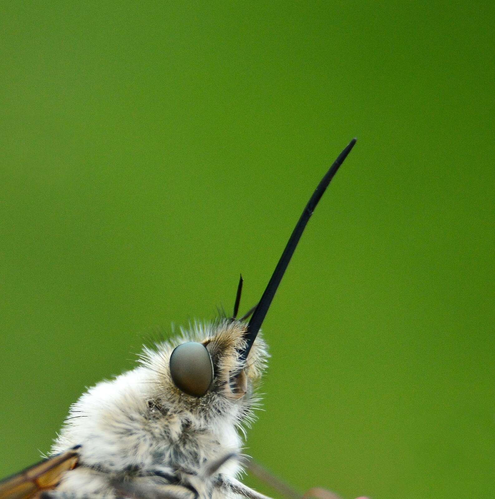 Image of Bombylius venosus Mikan 1796